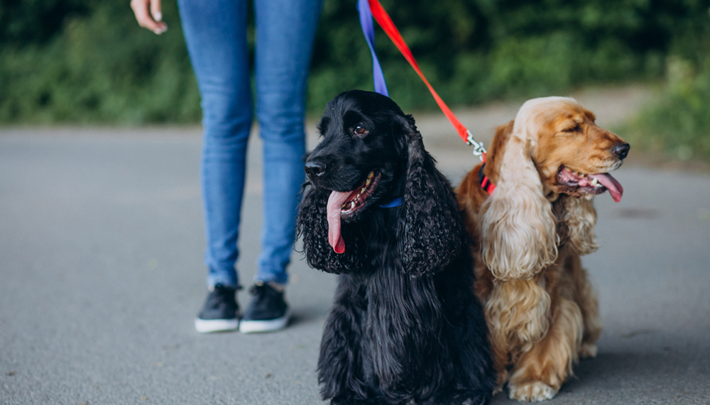 dog collars and leashes